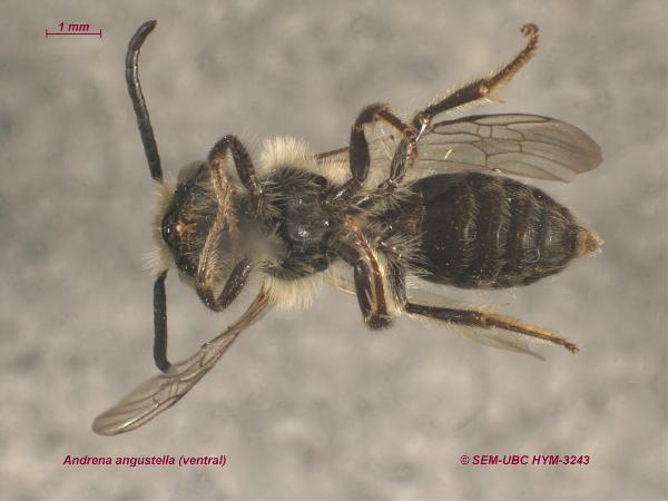 Photo of Andrena angustella by Spencer Entomological Museum